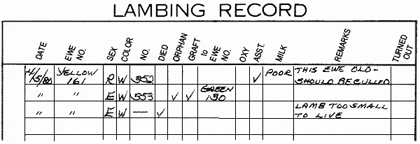 Lambing records such as this one provide a wealth of information, though some of the headings on the form may not be self-explanatory. "Color" identifies whiteface or blackface offspring. "Graft" refers to the technique of transferring an orphaned lamb to a surrogate mother. In this case, one newborn was grafted to green-tagged No. 130. "Oxy" is our shorthand label for a drug, oxytocin, sometimes administered to initiate milk flow. "Asst." denotes that the mother needed birthing assistance. And "turned out" marks the date the lamb and ewe were moved out to open pasture.